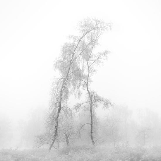 WHISPERING TREES WHISPERING TREES