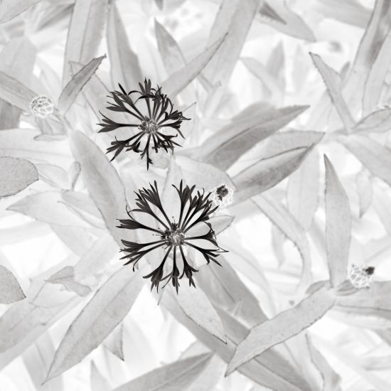 ORGANIC GEOMETRY ORGANIC GEOMETRY