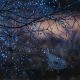 7 _52A5349-Edit