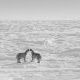 Animals 7