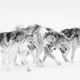 Animals 6