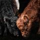 Animals 13
